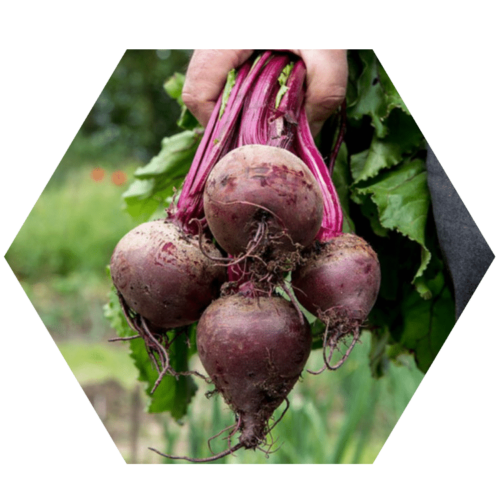 Beet It Sport Rote Bete Superfood